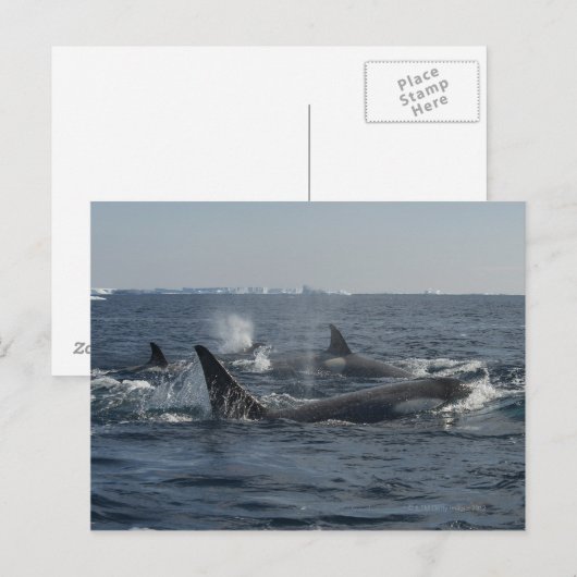 キラークジラ ポストカード (正面/裏面)