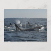 キラークジラ ポストカード (正面)