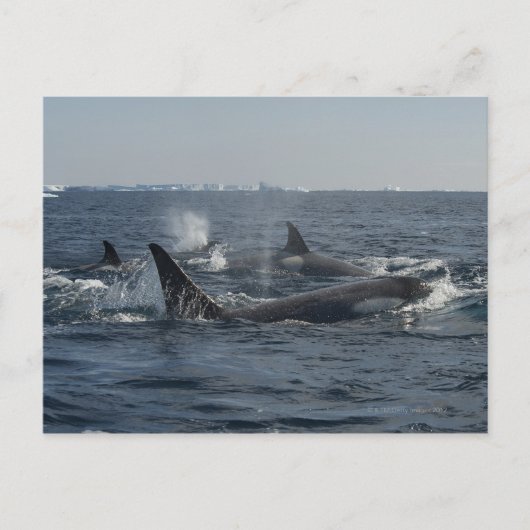 キラークジラ ポストカード (正面)