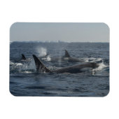 キラークジラ マグネット (横)