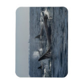 キラークジラ マグネット (縦)