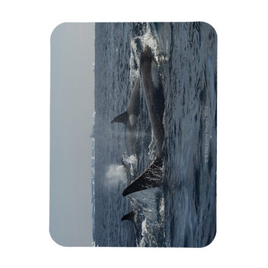 キラークジラ マグネット (縦)