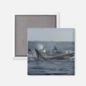 キラークジラ マグネット (正面/裏面)