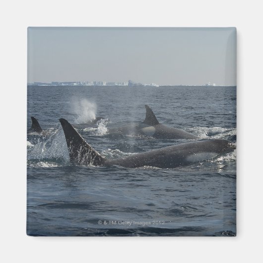 キラークジラ マグネット (正面)