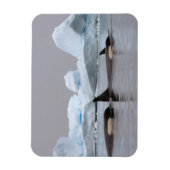 キラークジラ(orcas)、オルシーナス・オルカ、ポッド マグネット (縦)