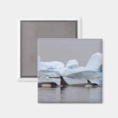 キラークジラ(orcas)、オルシーナス・オルカ、ポッド マグネット (正面/裏面)