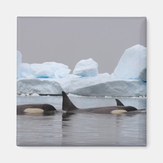 キラークジラ(orcas)、オルシーナス・オルカ、ポッド マグネット (正面)