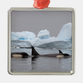 キラークジラ(orcas)、オルシーナス・オルカ、ポッド メタルオーナメント
