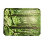 キラーニー国立公園の森 |ケリー，アイルランド マグネット (横)