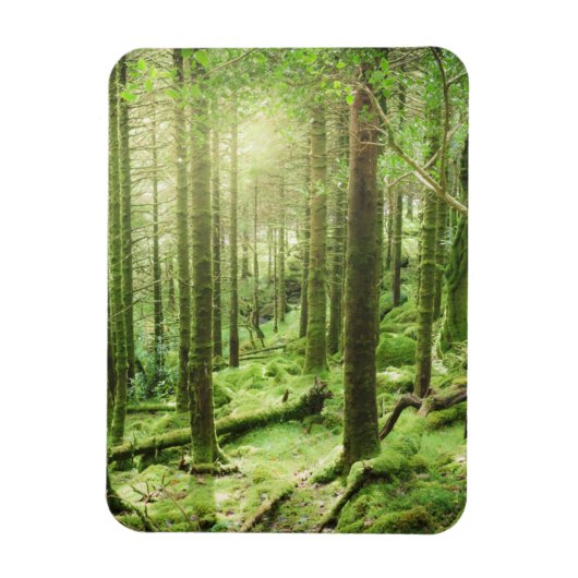 キラーニー国立公園の森 |ケリー，アイルランド マグネット (縦)
