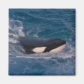 キラー捕鯨 マグネット (正面)