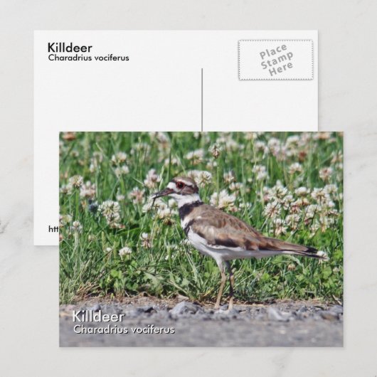 キラー葉書 ポストカード (正面/裏面)