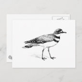 キラー鳥スケッチ ポストカード (正面/裏面)