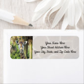 キラ間抜けフ住所 シール (インサイチュ)