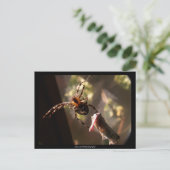 キリギリスグモ – はがき (スタンド正面)