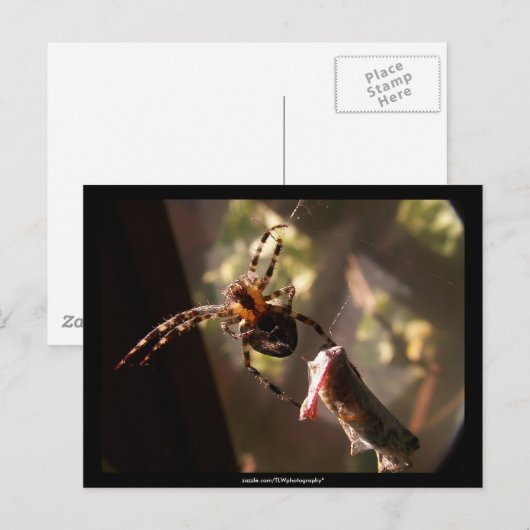 キリギリスグモ – はがき (正面/裏面)