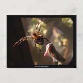 キリギリスグモ – はがき (正面)