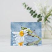 キリギリスデイジー ポストカード (スタンド正面)