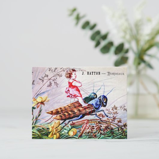 キリギリス ポストカード (スタンド正面)