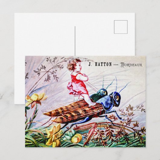 キリギリス ポストカード (正面/裏面)