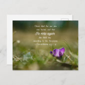 キリストバラ再びクロッカスポストカード ポストカード (正面/裏面)