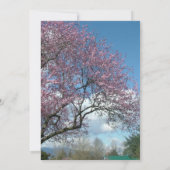 キリスト教の結婚式、桜の木 招待状 (裏面)