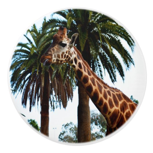 キリンおもしろいは舌を出した。 セラミックノブ (正面)