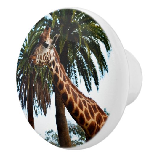 キリンおもしろいは舌を出した。 セラミックノブ (右)