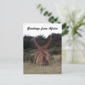 キリンが交差している ポストカード (スタンド正面)