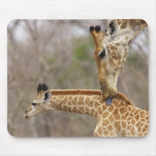キリンが若い者をなめている風景。 マウスパッド (正面)