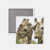 キリンという名前はアラブ語に由来する マグネット (正面/裏面)