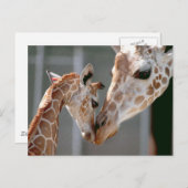 キリンとベビー葉書 ポストカード (正面/裏面)