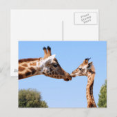 キリンとベビー ポストカード (正面/裏面)