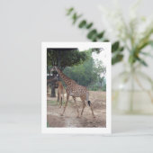 キリンと木 ポストカード (スタンド正面)