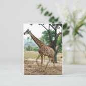 キリンと木,长颈鹿.野生動物園写真 ポストカード (スタンド正面)