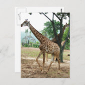 キリンと木,长颈鹿.野生動物園写真 ポストカード (正面/裏面)