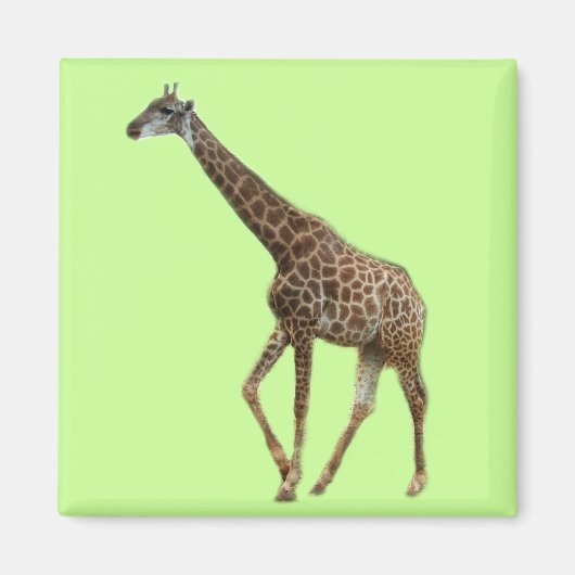 キリンと木，长颈鹿.野生動物園写真 マグネット (正面)