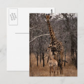 キリンと赤ちゃんキリン ポストカード (正面/裏面)