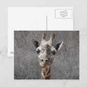 キリンのヘッド正面図 ポストカード (正面/裏面)