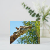 キリンの葉のプロフ食べァイルポートレート シーズンポストカード (スタンド正面)