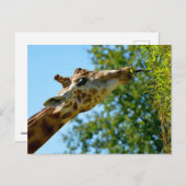 キリンの葉のプロフ食べァイルポートレート シーズンポストカード (正面/裏面)