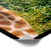 キリンの複数の写真 ポスター (角)