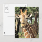 キリンの顔 ポストカード (正面/裏面)