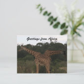 キリンはアフリカを渡った ポストカード (スタンド正面)