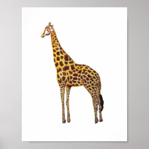キリンサファリ動物の絵画 ポスター