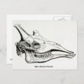 キリンスカル ポストカード (正面/裏面)