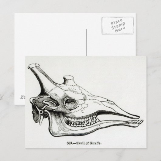 キリンスカル ポストカード (正面/裏面)