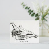 キリンスカル ポストカード (スタンド正面)