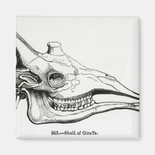 キリンスカル マグネット (正面)