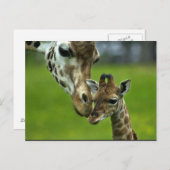 キリンデザイン ポストカード (正面/裏面)